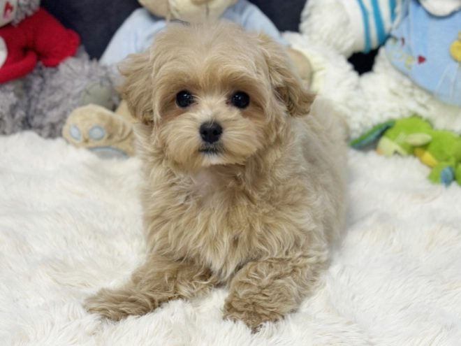 Maltipoo Welpe kaufen