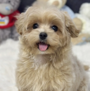 Maltipoo puppy for sale