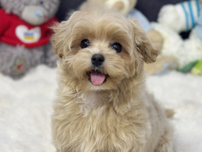 Maltipoo Welpe kaufen
