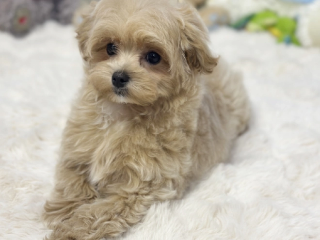 Maltipoo Welpe kaufen