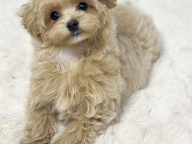 Maltipoo Welpe kaufen