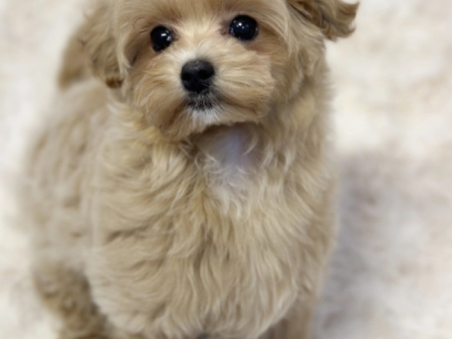 Maltipoo Welpe kaufen