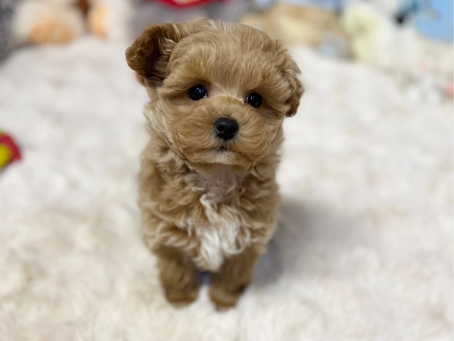 Maltipoo Welpe kaufen