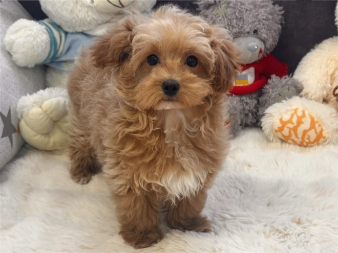 Maltipoo Welpe kaufen
