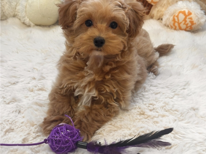 Maltipoo Welpe kaufen
