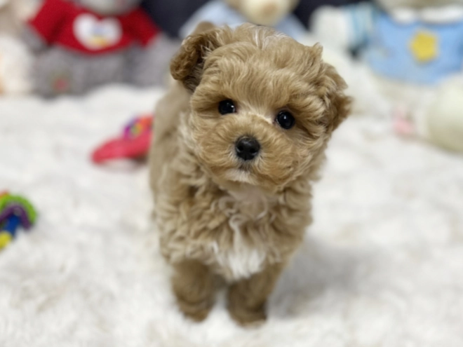 Maltipoo Welpe kaufen