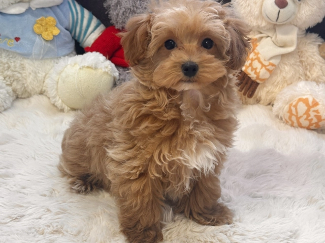 Maltipoo Welpe kaufen