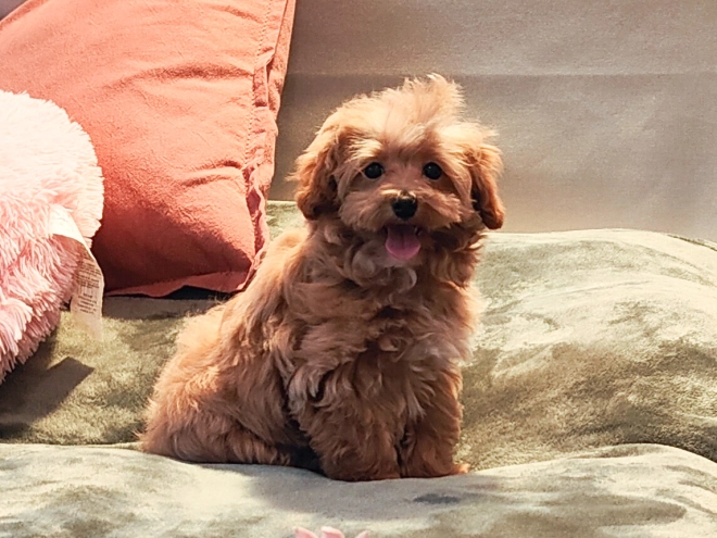 Maltipoo Welpe kaufen