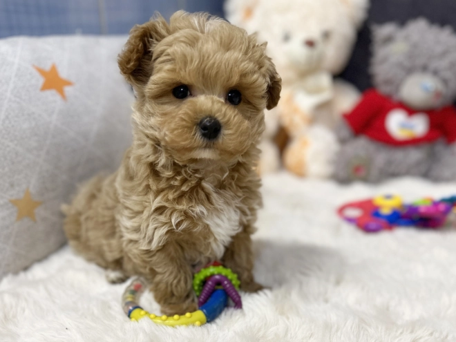 Maltipoo Welpe kaufen