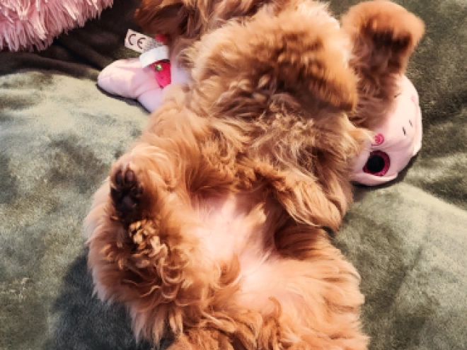 Maltipoo Welpe kaufen