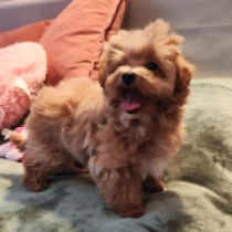 Lourens, apricot Maltipoo en venta
