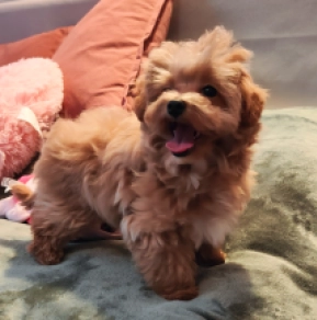 Maltipoo Welpe kaufen