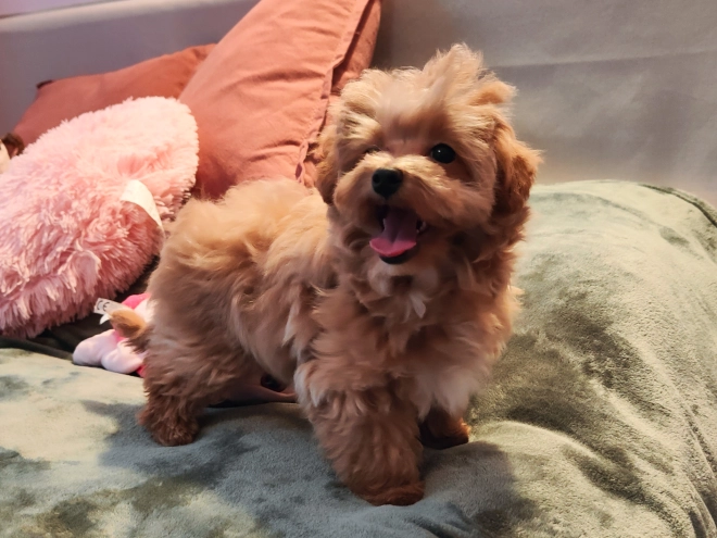 Maltipoo Welpe kaufen