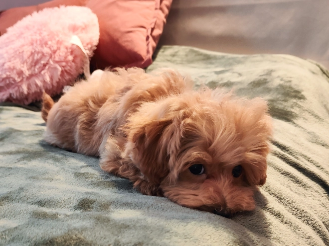 Maltipoo Welpe kaufen