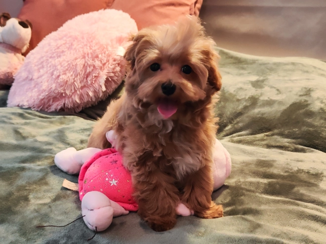Maltipoo Welpe kaufen
