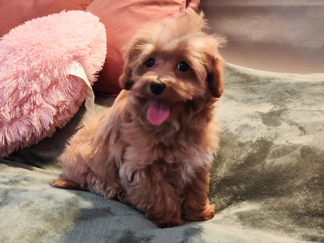 Maltipoo Welpe kaufen