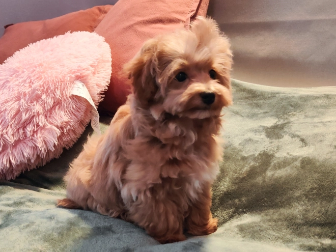 Maltipoo Welpe kaufen