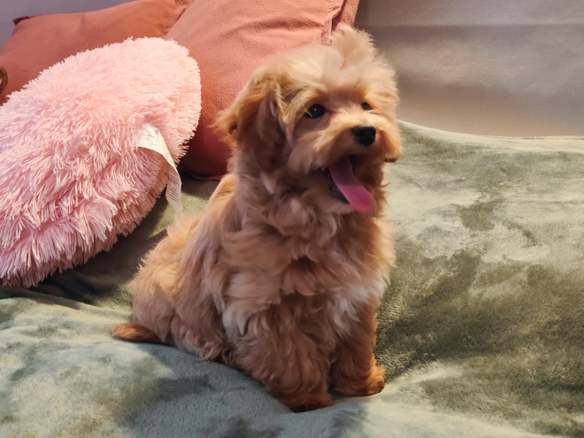 Maltipoo Welpe kaufen