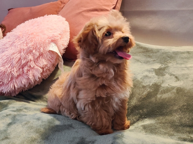Maltipoo Welpe kaufen