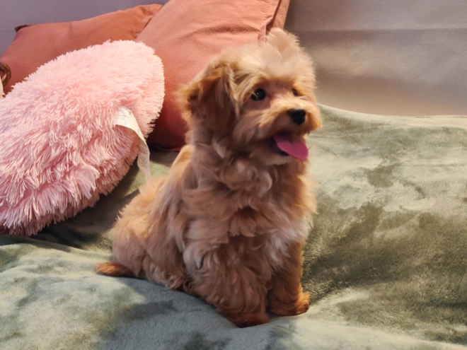 Maltipoo Welpe kaufen