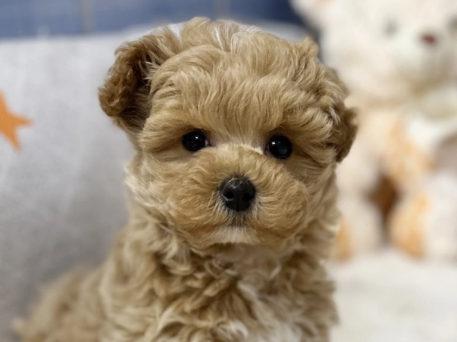 Maltipoo Welpe kaufen