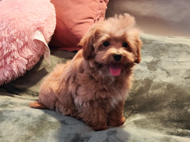 Maltipoo Welpe kaufen