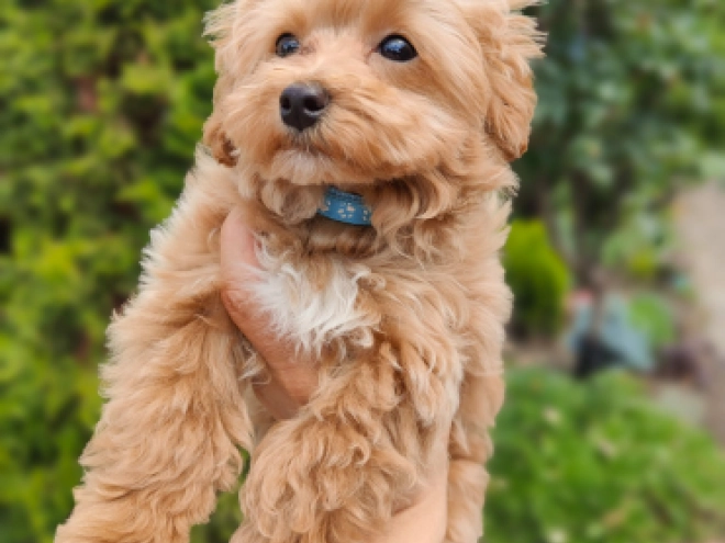 Maltipoo Welpe kaufen