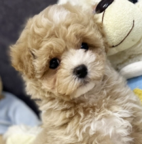 Maltipoo Welpe kaufen
