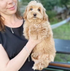 Perros Maltipoo en venta