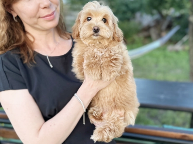 Maltipoo Welpe kaufen