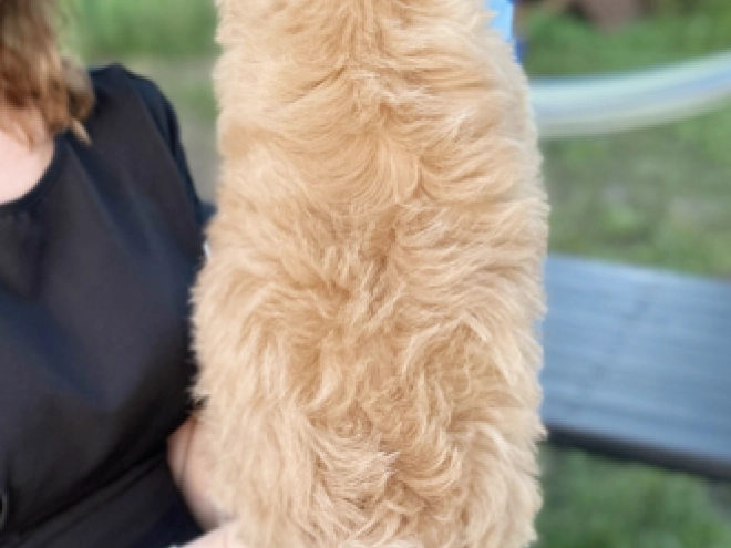 Maltipoo Welpe kaufen
