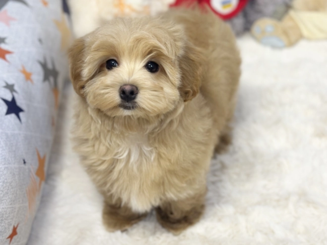 Maltipoo Welpe kaufen