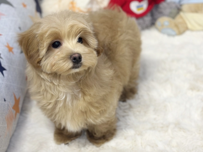 Maltipoo Welpe kaufen