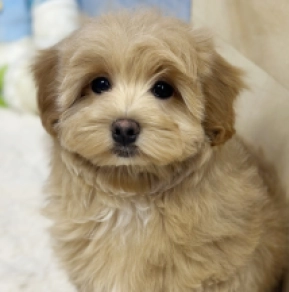 Maltipoo puppy for sale