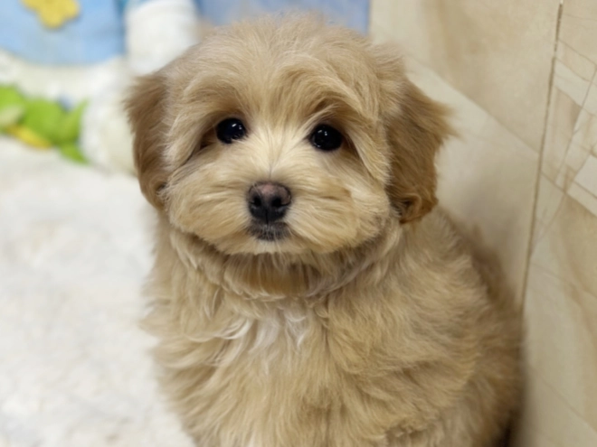 Maltipoo Welpe kaufen