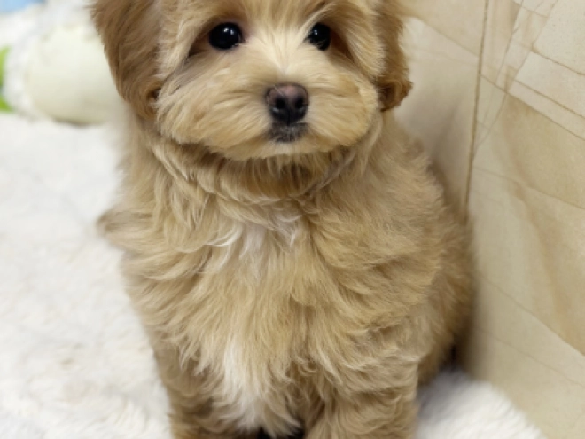 Maltipoo Welpe kaufen