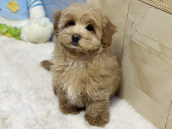 Maltipoo Welpe kaufen