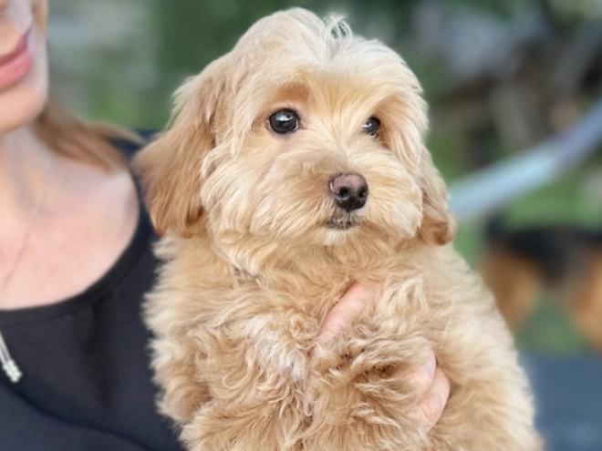Maltipoo Welpe kaufen