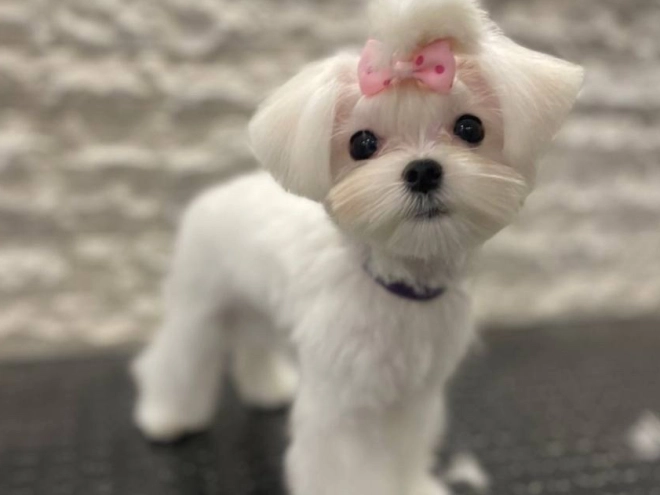 Maltipoo Welpe kaufen