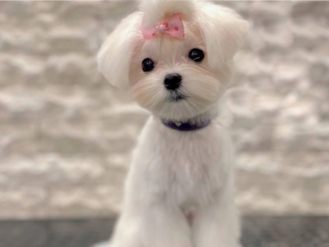 Maltipoo Welpe kaufen