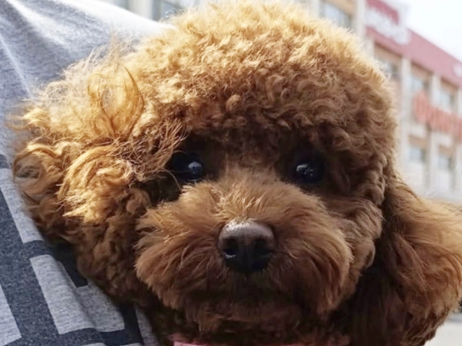 Maltipoo Welpe kaufen
