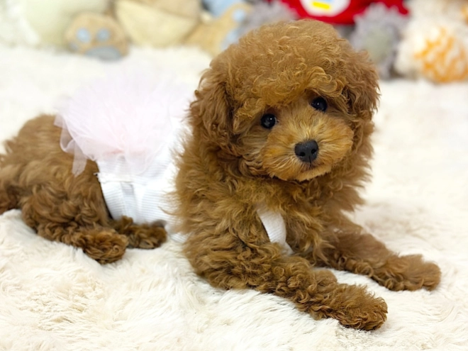 Maltipoo puppy for sale