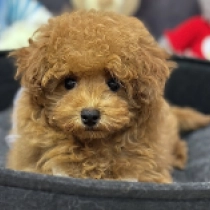 Olga, golden Maltipoo for sale