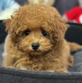 Maltipoo puppy for sale