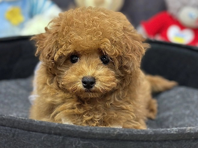 Maltipoo puppy for sale