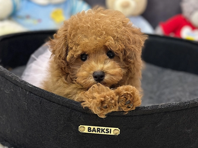 Maltipoo puppy for sale