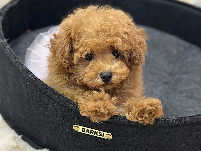 Maltipoo puppy for sale