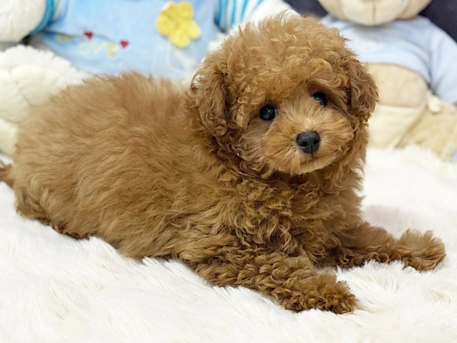 Maltipoo puppy for sale