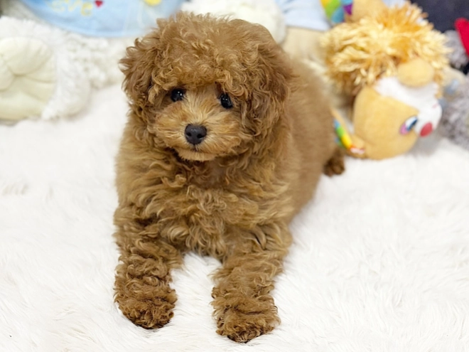 Maltipoo puppy for sale