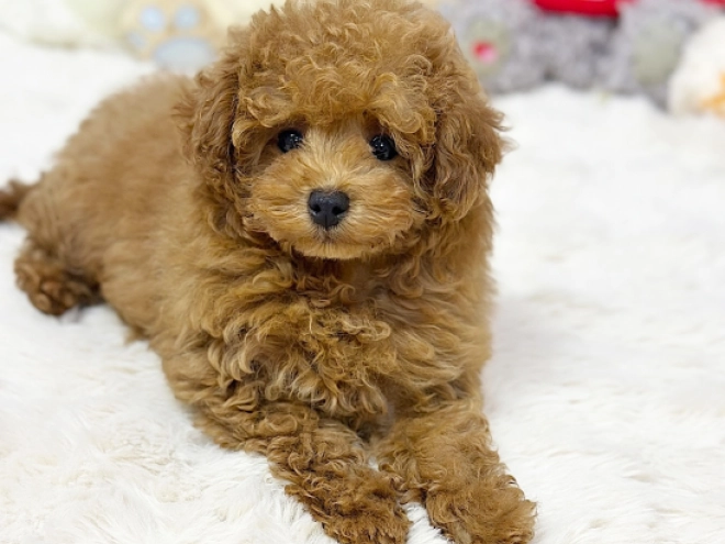 Maltipoo puppy for sale